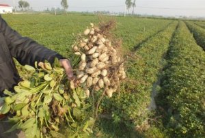 Nghi&ecirc;n cứu ứng dụng c&ocirc;ng nghệ sinh học tạo chế phẩm Trichoderma v&agrave; vi khuẩn mang peptid t&aacute;i tổ hợp ph&ograve;ng trừ nấm mốc Aspergillus flavus nhằm l&agrave;m giảm thiểu độc tố Aflatoxin tr&ecirc;n lạc