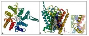 Nghi&ecirc;n cứu t&iacute;nh đa h&igrave;nh của gen OsHKT1 m&atilde; h&oacute;a cho protein vận chuyển ion m&agrave;ng nhằm đ&aacute;nh gi&aacute; khả năng th&iacute;ch nghi với điều kiện mặn của c&acirc;y l&uacute;a