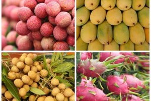"Điểm danh" c&aacute;c loại tr&aacute;i c&acirc;y Việt xuất sang thị trường kh&oacute; t&iacute;nh