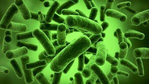 Ph&aacute;t triển hệ thống k&eacute;p sinh tổng hợp một số hợp chất phenol glycoside ở vi khuẩn Escherichia coli cải biến di truyền