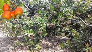 Nghi&ecirc;n cứu giải ph&aacute;p tạo nguồn v&agrave; kỹ thuật tưới tiết kiệm nước nhằm ph&aacute;t triển bền vững c&acirc;y điều v&ugrave;ng Đ&ocirc;ng Nam Bộ