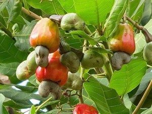 Kinh doanh n&ocirc;ng sản trong bối cảnh hội nhập kinh tế quốc tế - Nghi&ecirc;n cứu trường hợp c&acirc;y điều ở Đ&ocirc;ng Nam Bộ
