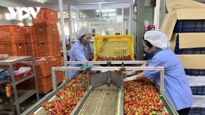 Giải ph&aacute;p n&agrave;o xử l&yacute; doanh nghiệp cung ứng n&ocirc;ng sản kh&ocirc;ng an to&agrave;n?