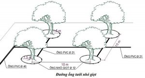 Nghi&ecirc;n cứu giải ph&aacute;p tạo nguồn v&agrave; kỹ thuật tưới tiết kiệm nước nhằm ph&aacute;t triển bền vững c&acirc;y điều v&ugrave;ng Đ&ocirc;ng Nam Bộ