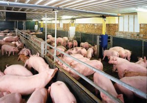 Đổi mới ng&agrave;nh chăn nu&ocirc;i, sản xuất thịt lợn từ c&ocirc;ng cụ quản l&yacute; chuỗi