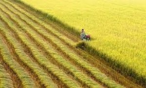 Ảnh hưởng của biện ph&aacute;p quản l&yacute; ph&acirc;n b&oacute;n v&agrave; nước tưới đến ph&aacute;t thải kh&iacute; g&acirc;y hiệu ứng nh&agrave; k&iacute;nh trong sản xuất l&uacute;a v&agrave; rau x&agrave; l&aacute;ch