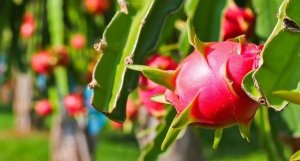 Nghi&ecirc;n cứu ph&ograve;ng chống bệnh đốm n&acirc;u v&agrave; một số bệnh hại ch&iacute;nh kh&aacute;c tr&ecirc;n c&acirc;y thanh long