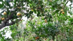 Nghi&ecirc;n cứu giống v&agrave; biện ph&aacute;p kỹ thuật th&acirc;m canh c&acirc;y điều bền vững