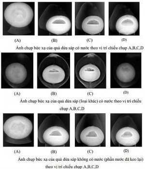Nghi&ecirc;n cứu thử nghiệm ứng dụng chụp ảnh bức xạ kiểm tra mức độ s&aacute;p của tr&aacute;i dừa