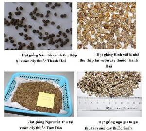 Lưu giữ v&agrave; bảo tồn nguồn gen dược liệu năm 2018-2019