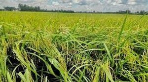 Nghi&ecirc;n cứu ứng dụng chỉ thị ph&acirc;n tử trong chọn tạo giống l&uacute;a nếp c&oacute; m&ugrave;i thơm, chịu mặn cho v&ugrave;ng Đồng bằng s&ocirc;ng Cửu Long