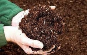Nghi&ecirc;n cứu, sản xuất v&agrave; ứng dụng chế phẩm vi sinh vật ph&acirc;n hủy phốt pho hữu cơ (OP) g&oacute;p phần giảm thiểu &ocirc; nhiễm m&ocirc;i trường v&agrave; tăng năng suất c&acirc;y trồng