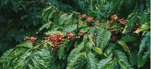 Nghi&ecirc;n cứu v&agrave; ho&agrave;n thiện c&ocirc;ng nghệ sản xuất chế phẩm ph&acirc;n b&oacute;n l&aacute; sinh học gi&agrave;u oligocarrageenan v&agrave; ph&acirc;n vi sinh chức năng từ sinh khối rong sụn nhằm n&acirc;ng cao hiệu quả sản xuất một số c&acirc;y trồng quan trọng tại c&aacute;c tỉnh T&acirc;y Nguy&ecirc;n