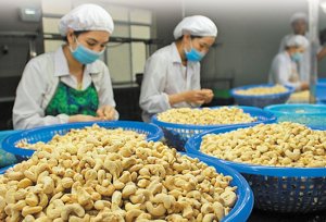 Để xuất khẩu tr&aacute;i c&acirc;y đạt 5 tỷ USD v&agrave;o năm 2025 v&agrave; 10 tỷ USD v&agrave;o năm 2030: Th&uacute;c đẩy c&ocirc;ng nghệ chế biến thực phẩm