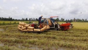 Gi&aacute; l&uacute;a gạo h&ocirc;m nay 4/1: Gi&aacute; cao, thị trường &iacute;t giao dịch