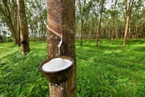 Lượng xuất khẩu cao su th&aacute;ng 8 tăng gần 7%, mang về th&ecirc;m 320 triệu USD