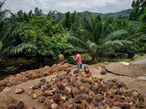 Nghi&ecirc;n cứu về kh&iacute; nh&agrave; k&iacute;nh ở c&aacute;c đồn điền cọ dầu