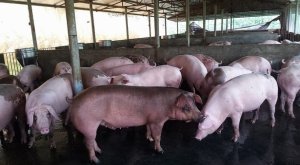 Gi&aacute; heo hơi năm 2017 v&agrave; c&aacute;i nh&igrave;n to&agrave;n cảnh