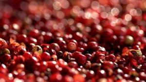 TT hạt ti&ecirc;u ng&agrave;y 23/4: Sau đ&agrave; tăng, gi&aacute; giữ vững mốc 37.000 &ndash; 39.000 đồng/kg