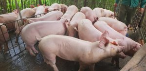 B&aacute;o thị trường heo hơi th&aacute;ng 10: Dịch tả heo ch&acirc;u Phi xuất hiện
