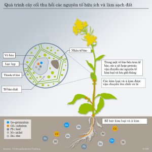 Khi c&acirc;y cối trữ kim loại nặng, gi&uacute;p l&agrave;m sạch đất