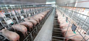 Chăn nuôi hướng về trang trại