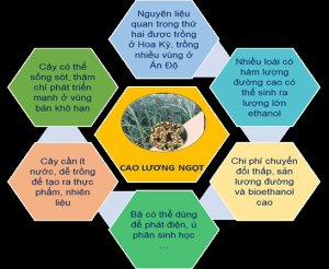 Cao lương ngọt v&agrave; c&ocirc;ng nghệ nano: giải ph&aacute;p đột ph&aacute; trong sản xuất bioethanol hướng tới ph&aacute;t triển bền vững