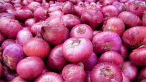 Chọn tạo giống h&agrave;nh củ chịu nhiệt cho sản xuất tr&aacute;i vụ ở v&ugrave;ng Đồng bằng s&ocirc;ng Hồng