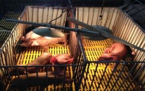 Nghi&ecirc;n cứu một số giải ph&aacute;p tổng hợp nhằm giảm thiểu tỷ lệ hao hụt lợn con theo mẹ trong chăn nu&ocirc;i trang trại, gia trại ở Việt Nam