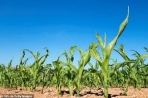  C&aacute;c nh&agrave; nghi&ecirc;n cứu t&igrave;m thấy sự b&ugrave;ng nổ trong sản xuất ng&ocirc; trong thế kỷ 20 đ&atilde; l&agrave;m thay đổi thời tiết m&ugrave;a h&egrave; ở Trung T&acirc;y Hoa Kỳ