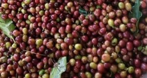 Kim ngạch xuất khẩu n&ocirc;ng nghiệp giảm 2,7%