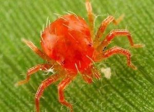 X&aacute;c định th&agrave;nh phần v&agrave; tiềm năng sử dụng nhện bắt mồi họ Phytoseiidae trong ph&ograve;ng chống bọ trĩ v&agrave; nhện đỏ tại Việt Nam