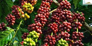 Nghi&ecirc;n cứu metagenome của vi sinh vật đất v&ugrave;ng rễ một số c&acirc;y trồng ở Việt Nam: C&acirc;y thuốc c&oacute; củ (c&acirc;y nghệ), c&acirc;y c&ocirc;ng nghiệp (c&agrave; ph&ecirc;) nhằm tăng năng suất v&agrave; chất lượng c&acirc;y trồng