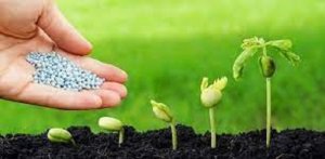 Nghi&ecirc;n cứu x&acirc;y dựng bộ quy tr&igrave;nh tưới hợp l&yacute; kết hợp b&oacute;n ph&acirc;n cho một số c&acirc;y trồng chủ lực