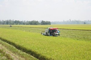 USDA lạc quan về xuất khẩu gạo Việt Nam