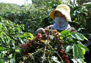 Gi&aacute; c&agrave; ph&ecirc; h&ocirc;m nay 27/4: Gi&aacute; c&agrave; ph&ecirc; trong nước giảm 500 đồng/kg