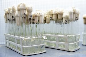 Ứng dụng CRISPR/Cas chọn tạo giống l&uacute;a chống chịu c&aacute;c điều kiện bất lợi