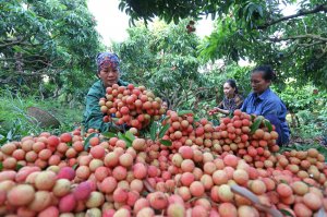 Đột ph&aacute; ph&aacute;t triển v&ugrave;ng chuy&ecirc;n canh: Thay đổi tư duy về c&aacute;ch tiếp cận