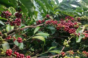 Gi&aacute; c&agrave; ph&ecirc; h&ocirc;m nay, 16/1: C&agrave; ph&ecirc; trong nước c&oacute; vượt mốc 41.000 đồng/kg?