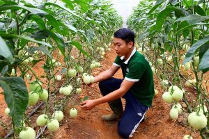 Hệ sinh th&aacute;i n&ocirc;ng nghiệp: Yếu điểm x&acirc;y dựng nền n&ocirc;ng nghiệp c&ocirc;ng nghệ cao