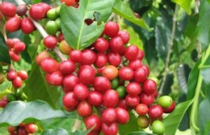B&aacute;o c&aacute;o thị trường c&agrave; ph&ecirc; 2018: Một năm `buồn`