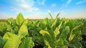 Giải ph&aacute;p thay thế thuốc trừ s&acirc;u gi&uacute;p c&acirc;y trồng tự bảo vệ chống s&acirc;u bệnh