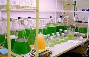 Công nghệ nhiên liệu sinh học: Dầu diesel sinh học từ sinh khối, Butanol sinh học và nhiên liệu sinh học drop-in