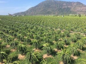 Giải ph&aacute;p n&agrave;o để ng&agrave;nh n&ocirc;ng nghiệp tiếp cận C&aacute;ch mạng c&ocirc;ng nghiệp 4.0?