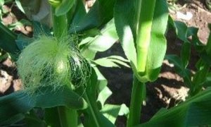 Ph&aacute;t hiện một gen mới cần để tạo ra tai ng&ocirc;