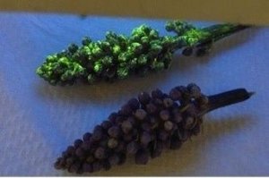 Vật liệu nano gi&uacute;p thực vật tăng cường khả năng thực hiện c&aacute;c chức năng mới hữu &iacute;ch