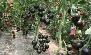 C&aacute;c nh&agrave; nghi&ecirc;n cứu Trung Quốc ph&aacute;t triển c&agrave; chua t&iacute;m gi&agrave;u anthocyanin
