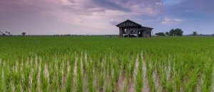 Đột ph&aacute; ARN gi&uacute;p tăng năng suất hơn 50% ở l&uacute;a v&agrave; khoai t&acirc;y