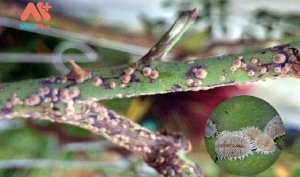 Sử dụng phương ph&aacute;p h&igrave;nh th&aacute;i v&agrave; sinh học ph&acirc;n tử để gi&aacute;m định rệp s&aacute;p vảy cứng [Hemiptera: Sternorrhyncha: Diaspididae] v&agrave; kẻ th&ugrave; tự nhi&ecirc;n của ch&uacute;ng tr&ecirc;n c&acirc;y ăn quả ở Việt Nam