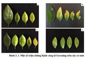 Nghi&ecirc;n cứu sản xuất KIT chẩn đo&aacute;n bệnh v&agrave;ng l&aacute; Greening v&agrave; bệnh t&agrave;n lụi (CTV) tr&ecirc;n c&acirc;y c&oacute; m&uacute;i